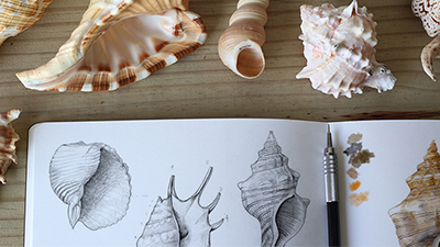 Aprenda Ilustração Naturalista