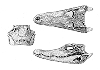 Paleosuchus trigonatus Crânio