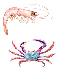 Pescados do Brasil
