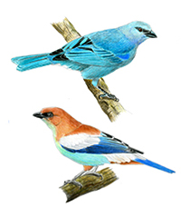 Aves da Reserva Araponga
