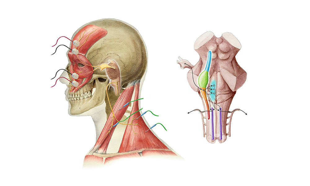 Fisiologia do Reflexo Trigeminocervical