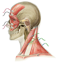 Fisiologia do Reflexo Trigeminocervical