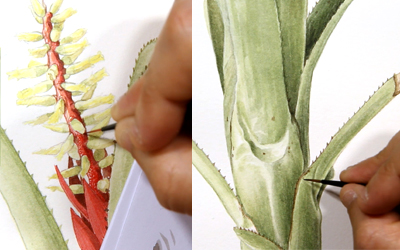 Ilustração Botânica – primeiros passos – GRAVADO